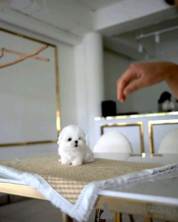 Фото №2 к объявлению №138643 о продаже мальтийскую болонку - купить в США заводчик