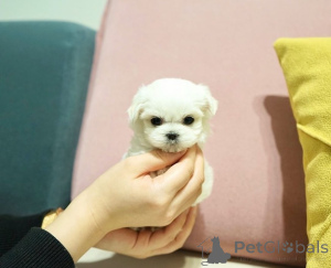 Фото №2 к объявлению №164003 о продаже мальтийскую болонку - купить в Финляндии частное объявление, из приюта