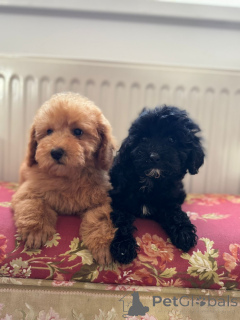 Фото №2 к объявлению №144405 о продаже оттерхаунда - купить в Сербии 