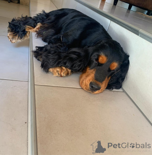 Фото №2 к объявлению №136908 о продаже американского кокер-спаниеля - купить в США 