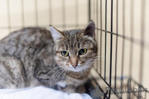 Фото №4. Продам  в Химках из приюта - цена Бесплатно