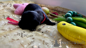 Фото №2 к объявлению №143662 о продаже гаванского бишона - купить в Польше частное объявление