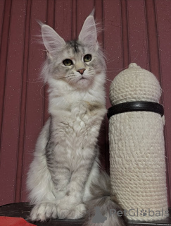 Фото №3. Куда бы ни пошел Тео, мир следует за любовью, завернутой в мех.. Италия