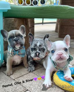 Фото №1. французский бульдог - купить в Пигс-Пик за договорная. Объявление №158235