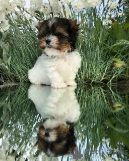 Фото №2 к объявлению №143782 о продаже йоркширского терьера - купить в США заводчик