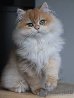 Фото №2 к объявлению №165521 о продаже британская длинношёрстная - купить в Франции частное объявление, заводчик