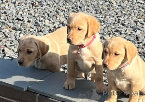 Фото №1. лабрадор-ретривер - купить в Дармштадт за 46384₽. Объявление №149691