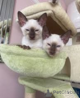Фото №3. Siamkatzenbabys zu verkaufen. Австрия