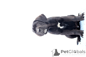 Фото №3. Катанута Дамиан.  Румыния