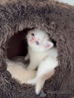 Фото №3. упорствовать до сдачи. Германия