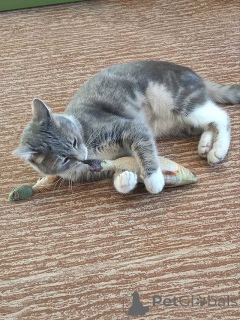 Фото №3. Мэй, серебристо-дымчатая кошечка, ищет свой дом. Россия