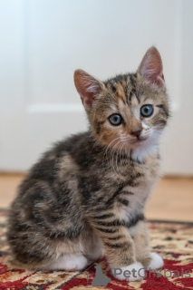 Фото №3. Chatons Européens в магазине Poil Court. Бельгия