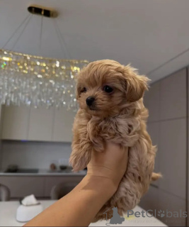 Фото №2 к объявлению №156283 о продаже мальтипу - купить в Германии заводчик