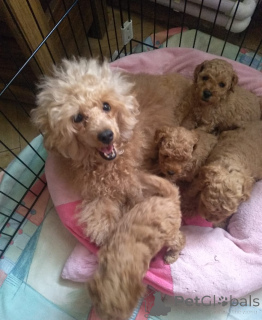 Фото №2 к объявлению №138920 о продаже пуделя (карликового) - купить в Грузии частное объявление