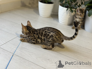 Фото №3. Шикарный Бенгальский мальчик. Бельгия