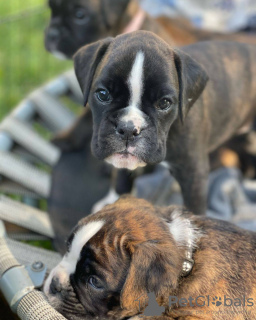 Фото №4. Продажа немецкого боксёра в Melbourne частное объявление - цена 64067₽