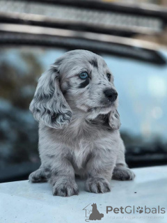 Фото №2 к объявлению №162701 о продаже  - купить в Бельгии 