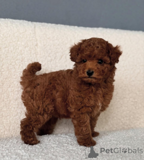 Фото №2 к объявлению №143524 о продаже беспородную - купить в США заводчик