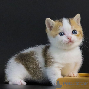 Фото №1. манчкин - купить в Колоне за 23192₽. Объявление №155935