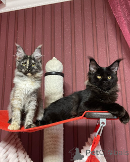 Фото №1. мейн-кун - купить в Лондонский Сити за договорная. Объявление №160673