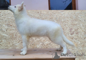 Фото №2 к объявлению №79381 о продаже белую швейцарскую овчарку - купить в Румынии заводчик