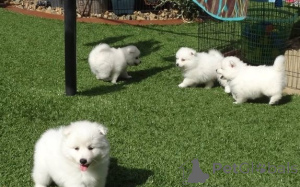 Фото №2 к объявлению №167514 о продаже японского шпица - купить в Дании частное объявление, заводчик