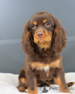 Фото №1. кинг-чарльз-спаниель - купить в Августдорф за договорная. Объявление №157214