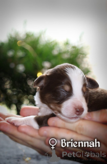 Фото №2 к объявлению №167326 о продаже миниатюрная американская овчарка - купить в Польше частное объявление, заводчик