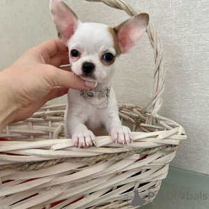 Фото №4. Продажа чихуахуа в Traxler заводчик - цена договорная