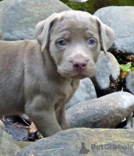 Фото №2 к объявлению №143460 о продаже лабрадор-ретривера - купить в Франции частное объявление