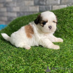 Фото №3. Smukke Shih Tzu-hvalpe søger kærlige hjem for altid.  Дания