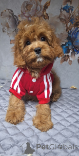 Фото №1. кавапу - купить в Минске за 89868₽. Объявление №160684