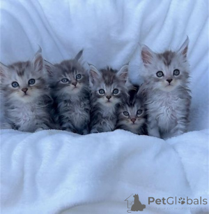 Фото №1. мейн-кун - купить в Saskatoon за 49283₽. Объявление №140162