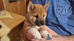 Фото №3. Beautiful shiba inu.  Австрия