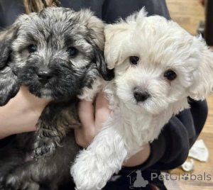 Фото №1. мальтипу - купить в Берлине за 83490₽. Объявление №149825