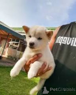 Фото №3. Те кооп щенка сиба-ину.  Бельгия