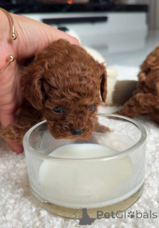 Фото №4. Продажа пуделя (той) в Варшаве заводчик - цена договорная