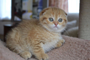 Дополнительные фото: Продаются шотландские золотые шиншиловые котята, котята рождены