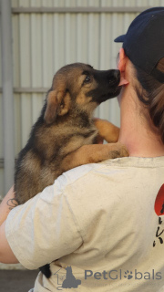 Фото №4. Продажа беспородную в Москве реке частное объявление - цена Бесплатно