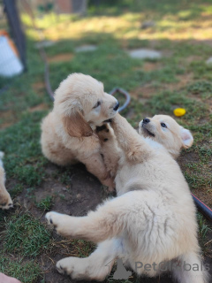 Фото №3. Wunderschöne Golden-Retriever-Welpen suchen einliebevolles neues Zuhause.  Германия