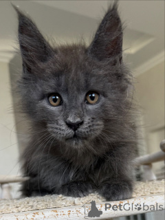 Фото №3. Очаровательные котят Мэн Кун доступны нежные гиганты со сладким темпераментом. Германия