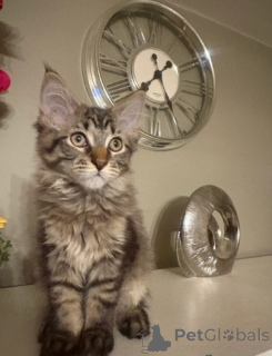 Фото №3. котята мейн-кун. Норвегия