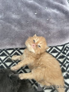 Фото №2 к объявлению №159893 о продаже персидская - купить в Литве частное объявление