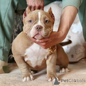 Фото №3. Чемпион Bloodline Pocket American Bully Puppies для продажи!.  США