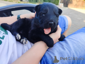 Фото №3. Длинная немецкая овчарка FCI.  Польша