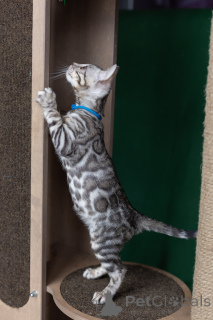 Фото №3. Бенгальский мальчик в окрасе розетка на серебре. Беларусь