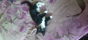 Фото №3. Черно -белый мужчина и женщина на продажу. Великобритания