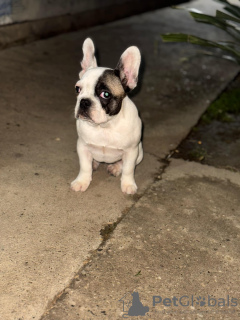 Фото №2 к объявлению №127738 о продаже французского бульдога - купить в Сербии частное объявление