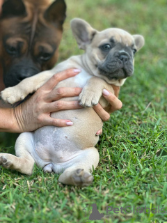 Дополнительные фото: Puppies for sale Very cute French bulldog puppies