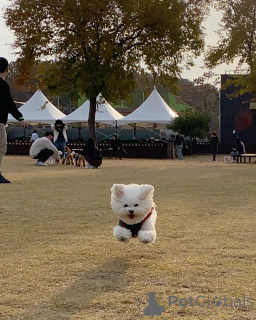 Фото №2 к объявлению №167176 о продаже мальтийскую болонку - купить в Германии частное объявление, из приюта